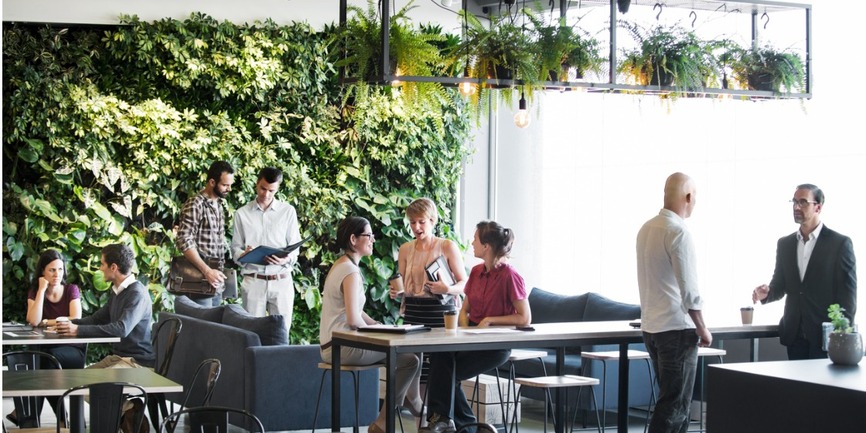 Wie Pflanzen im Büro die Luft verbessern und für ein gutes Klima sorgen